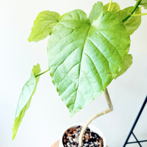 人気》フィカス ウンベラータ 曲がり 陶器鉢 Mサイズ 観葉植物