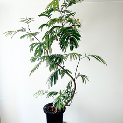 激レア】 斑入り アンスリウム ジャングルキング Lサイズ 観葉植物