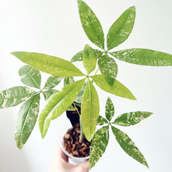 【再入荷】希少 パキラ ミルキーウェイ 実生 新芽 Sサイズ 観葉植物 calm 再入荷】希少 パキラ ミルキーウェイ 実生 新芽 Sサイズ 観葉