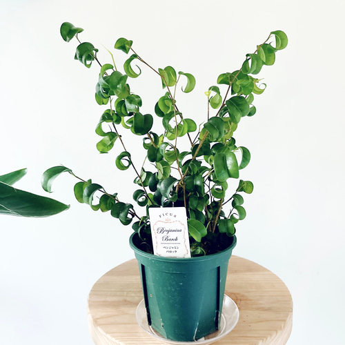 フィカス ベンジャミン バロック 8号鉢ごと フィカス・ベンジャミン