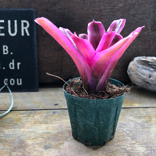 アナナス ネオレゲリア♡ファイヤーボール♡観葉植物 アートフラワー