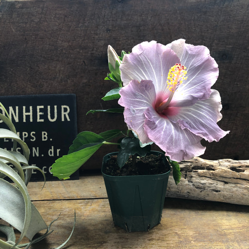 ハイビスカス大苗 希少 レッド イエロー 楽天市場】珍しい花色 選べる