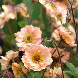 アメリカンフラワー　ディップフラワーNO.170（百合・カラー・ニゲラ） 345 #ディップフラワー ニゲラを作ってみました。#ディップ