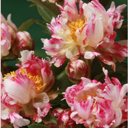 百花の王 牡丹【連鶴】半抱え八重咲きの真っ白な牡丹 最も好まれる白