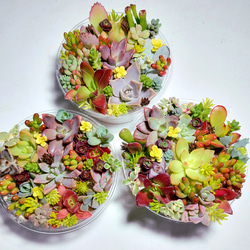 多肉植物セダム12種類 各5カットずつ【育成説明書付】 多肉植物 多肉屋