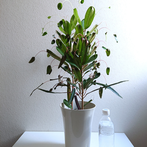 クロトン トビバ グリーンベル グリーン 7号鉢 日本花キ流通 観葉植物 飛び葉クロトン 3号鉢 飛び葉 クロトン