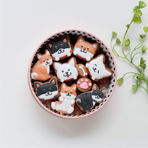 柴犬ver カラフルで可愛いアイシングクッキー缶 クッキー アンドン