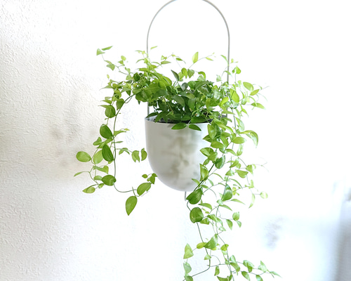 ○数量限定○ アスパラガス ”スマイラックス 軽量ハンギング鉢カバー