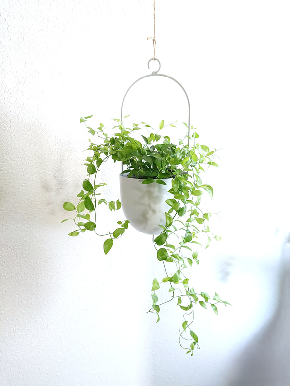 ○数量限定○ アスパラガス ”スマイラックス 軽量ハンギング鉢カバー