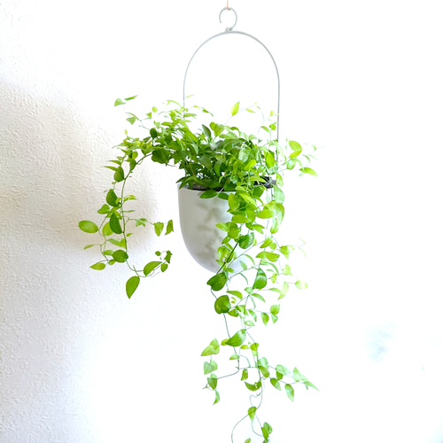 ○数量限定○ アスパラガス ”スマイラックス 軽量ハンギング鉢カバー