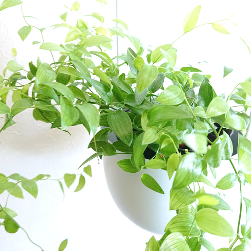 ○数量限定○ アスパラガス ”スマイラックス 軽量ハンギング鉢カバー