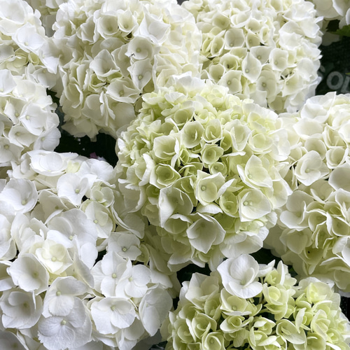 清楚で可憐な白い紫陽花｜スノーウィホワイト 鉢植え ギフトにも