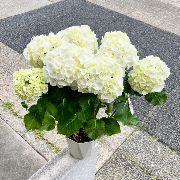 【EP】ETP17561 アニタ・ムイ　白い花嫁 清楚で可憐な白い紫陽花｜スノーウィホワイト 鉢植え ギフトにも