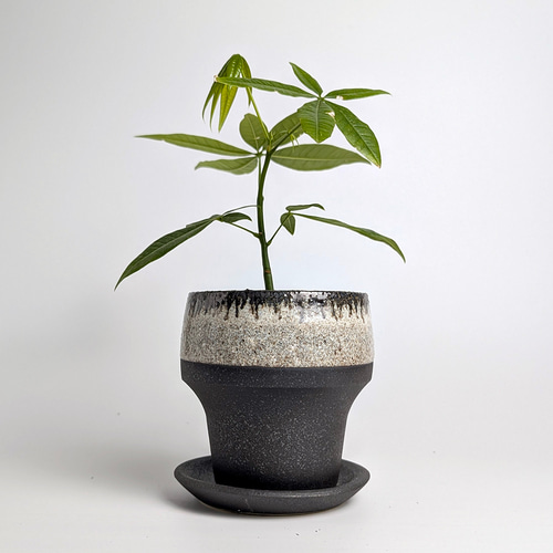 植木鉢 陶器 信楽焼【カナールロング ブラック】観葉植物 塊根植物