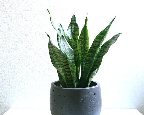 ○数量限定○空気浄化植物○ ゼブラ柄 大きめ ”サンスベリア・ゼラニカ