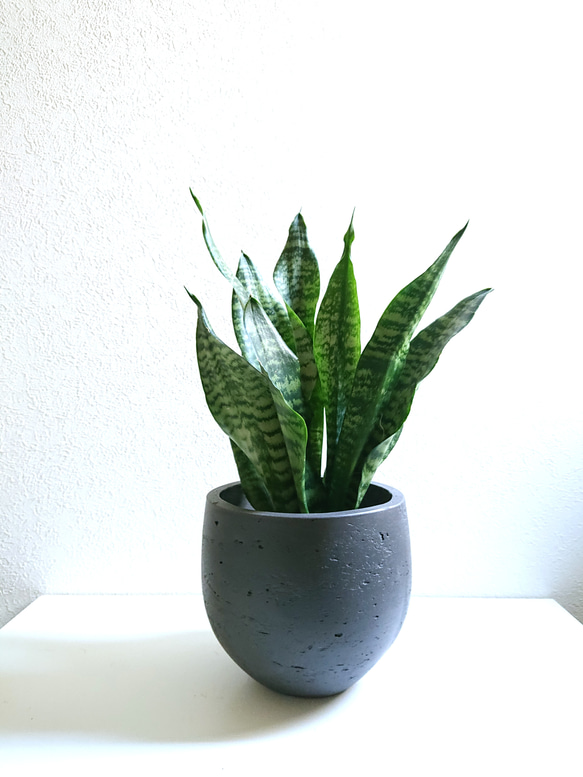 引き取り限定　サンスベリアゼラニカ　特大株 引き取り限定 サンスベリアゼラニカ 特大株 【選べる現品発送