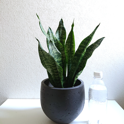 ○数量限定○空気浄化植物○ ゼブラ柄 大きめ ”サンスベリア
