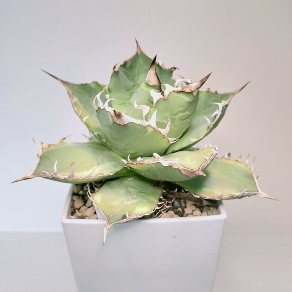 アガベ / チタノタ / バナナピール【多肉植物】 多肉植物 エケベリア