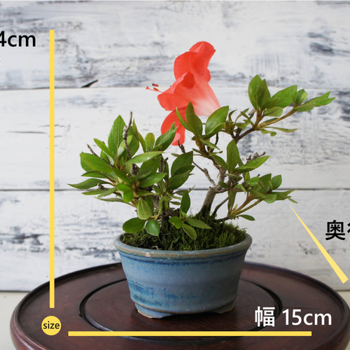盆栽 『クルメツツジ』 花 和風 インテリア 園芸 ガーデニング