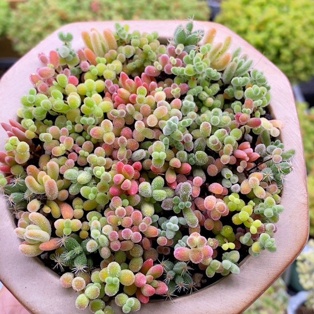 ネコポスで発送❣️実生苗　多肉植物　ドロサンテマ　ミックス　3株セット　抜き苗 ネコポスで発送❣️実生苗　多肉植物　ドロサンテマ　ミックス　3株セット　抜き苗