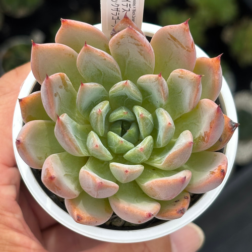 オリジナル交配！【現品】☆アガボイデス×ブラックザラゴーサ 多肉植物