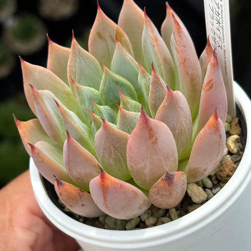 オリジナル交配！【現品】☆アガボイデス×ブラックザラゴーサ 多肉植物