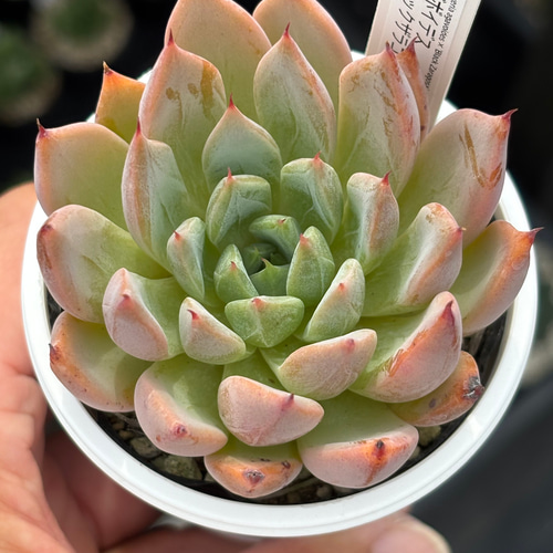 オリジナル交配！【現品】☆アガボイデス×ブラックザラゴーサ 多肉植物