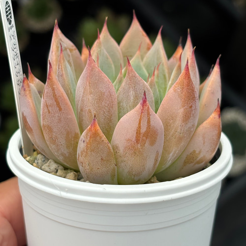 オリジナル交配！【現品】☆アガボイデス×ブラックザラゴーサ 多肉植物