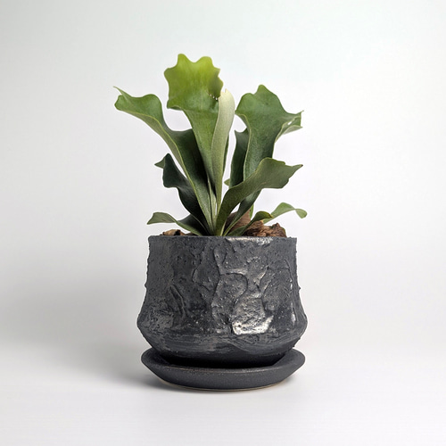 植木鉢 陶器 信楽焼【クレイズポット ミニスワン ブラック】観葉植物