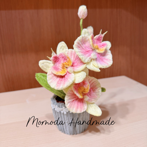 【1ペア】チモールフタオチョウ（チモール産） 1ペア】チモールフタオチョウ（チモール産） 1ペア】チモール