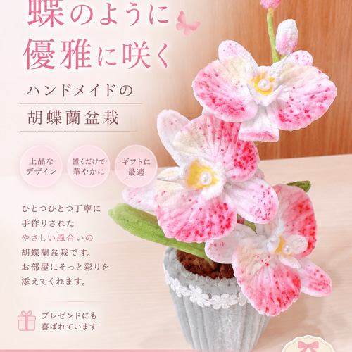 モールフラワー 胡蝶蘭の鉢植え 枯れない花 盆栽 Momoda Handmade 通販