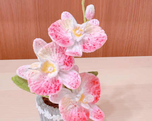 【1ペア】チモールフタオチョウ（チモール産） 1ペア】チモールフタオチョウ（チモール産） 1ペア】チモール