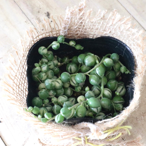 グリーンネックレス 斑入り♡グリーンネックレス♡多肉植物♡ アートフラワー nico