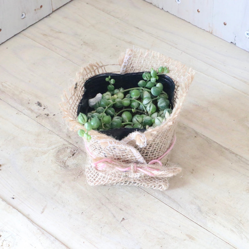 グリーンネックレス 多肉植物＊斑入り「グリーンネックレス」 その他素材 Comu