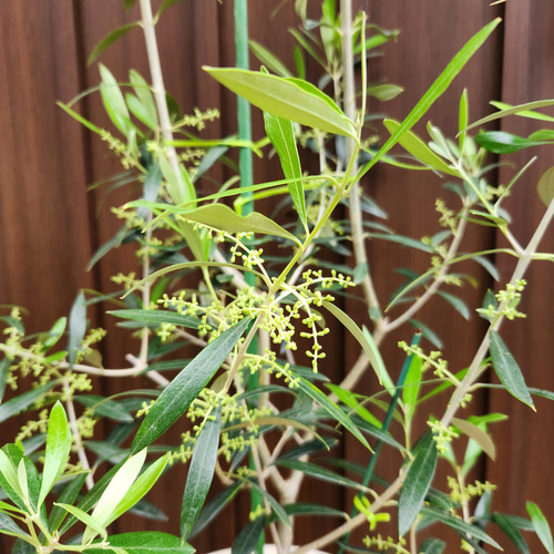 大きめ♪オリーブの木 エルグレコ 大型お洒落テラコッタ鉢植え