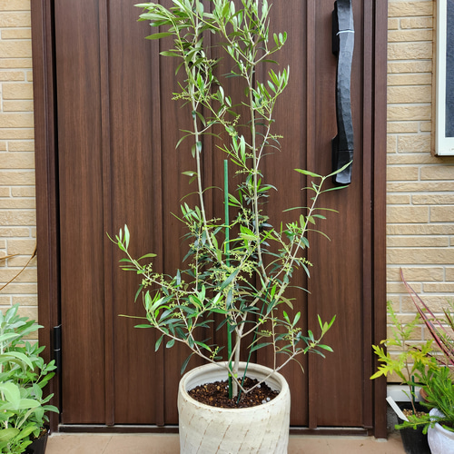 大型鉢植え　オリーブ　エルグレコ　和モダン鉢植え　苗　ウェルカムツリー オリーブの木 エルグレコ 和モダン鉢植え 苗 苗木 シンボル