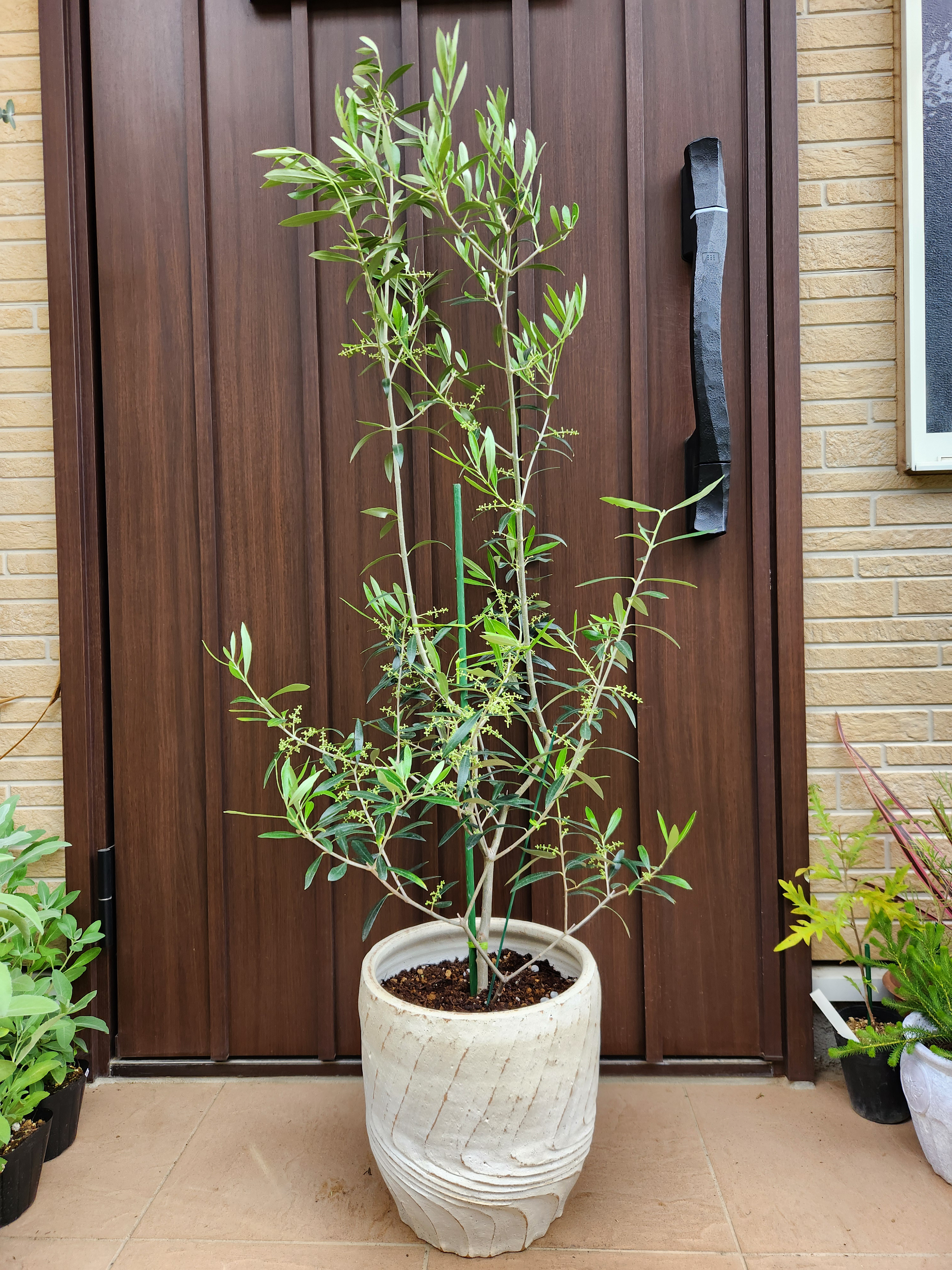 オリーブ　エルグレコ　リボンモチーフテラコッタ鉢植え　苗　シンボルツリー 再販 オリーブの木 エルグレコ ワイルドロックテラコッタ鉢植え