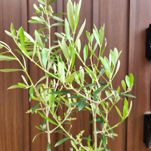 大きめ♪オリーブの木 エルグレコ 大型お洒落テラコッタ鉢植え