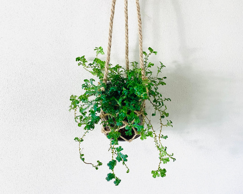 虹色に発色 レインボーファン グラスハンギング ベラボン植え 壁掛け