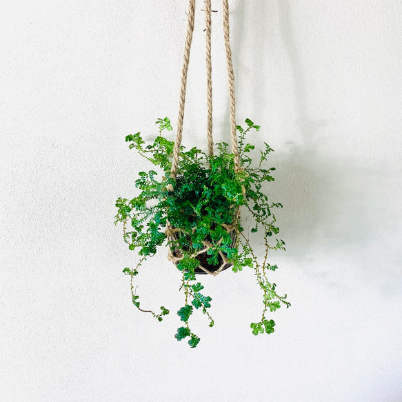 虹色に発色 レインボーファン グラスハンギング ベラボン植え 壁掛け