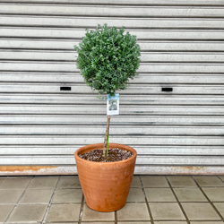 リプサリス　プニセオディスクス　5号　吊り鉢 imgrc0096697933.jpg