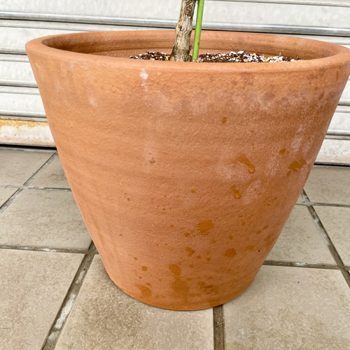 ウエストリンギア＊トピアリー仕立て｜シルバーグリーンが美しい