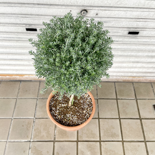 ウエストリンギア＊トピアリー仕立て｜シルバーグリーンが美しい