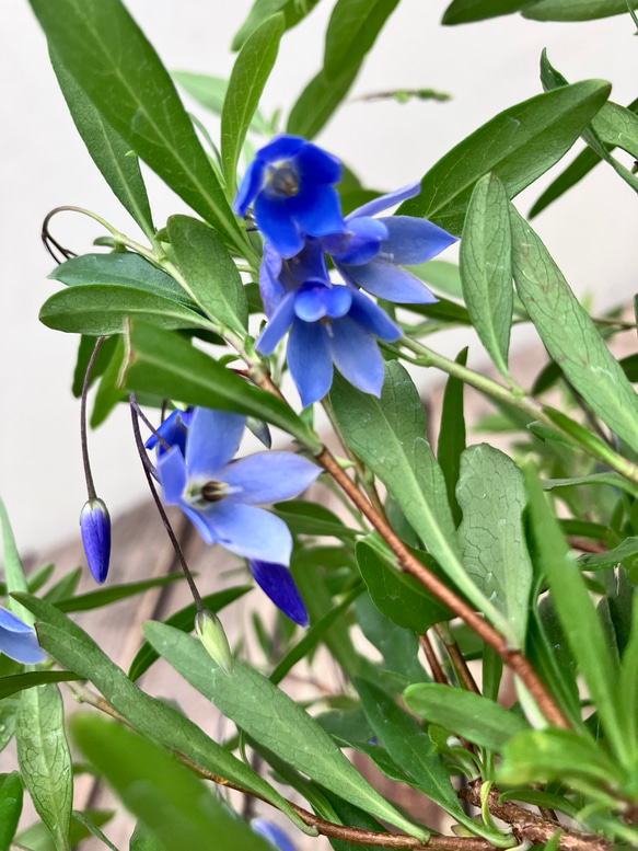 花材セット　ブルーベル ブルーベル2ポットセット＊ソリア＊常緑つる性植物＊ガーデニング