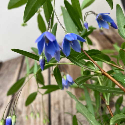 ブルーベル2ポットセット＊ソリア＊常緑つる性植物＊ガーデニング