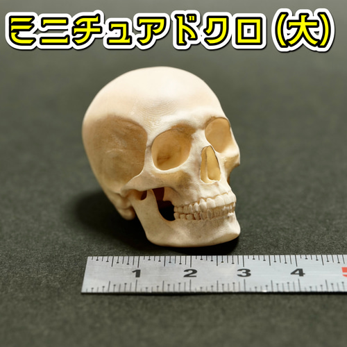 猪のドクロ 猪のドクロ