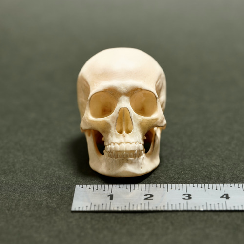 猪のドクロ 猪のドクロ