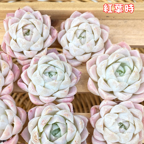 1苗【6cmポット/ヒューミリス】小苗 輸入苗 多肉植物 多肉植物
