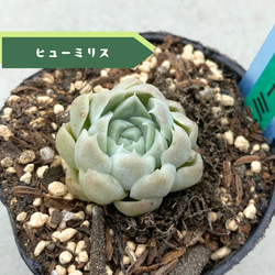 3苗【6cmpot/藍鏡】小苗 輸入苗 多肉植物 ハオルチア 多肉植物 多肉