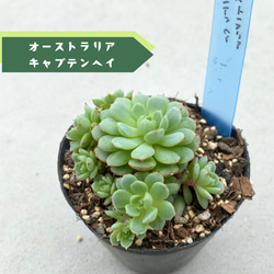 1苗【7.5cmpot/アイススピリット】中苗 輸入苗 多肉植物 多肉植物 多肉